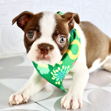 Millie - Available Now