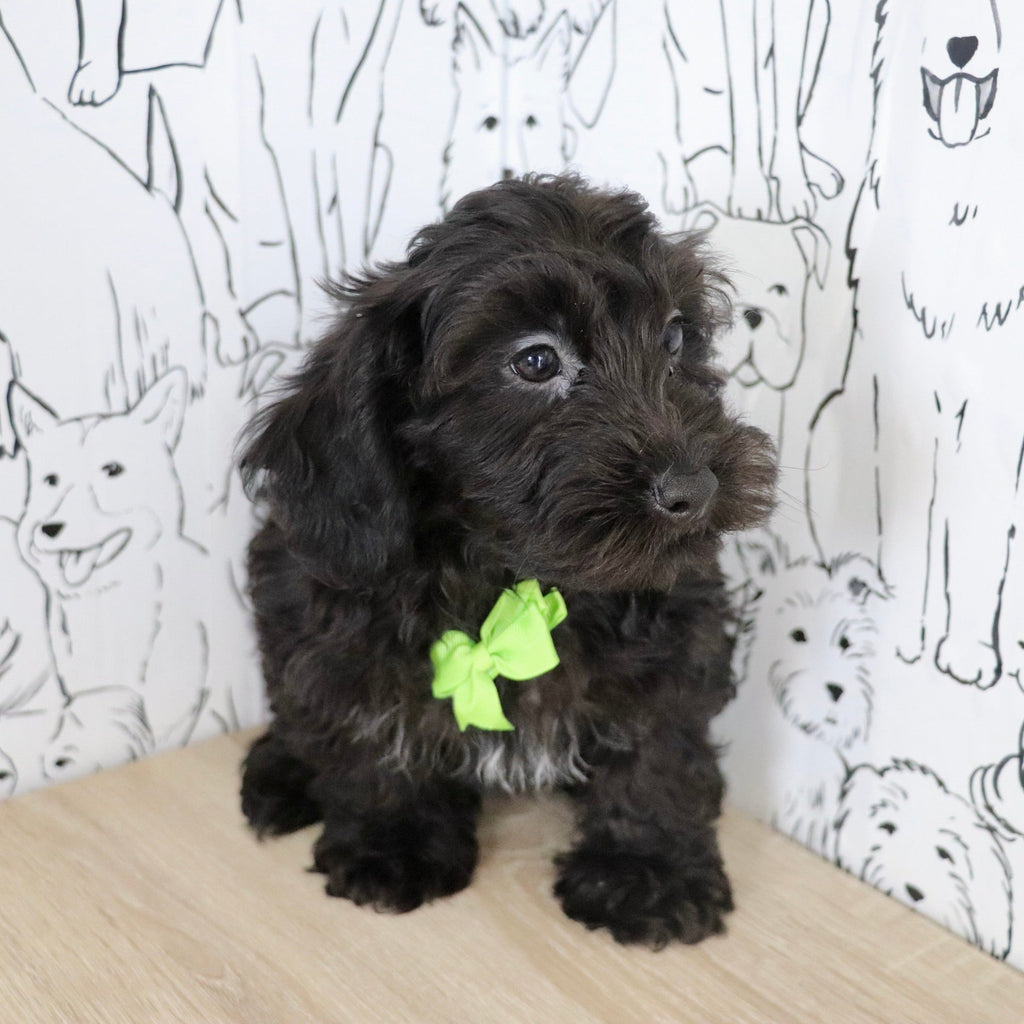 Casey - Available Now