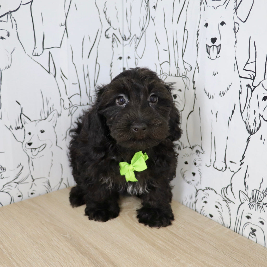 Casey - Available Now