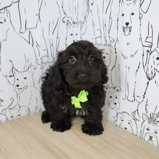 Casey - Available Now