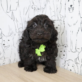 Casey - Available Now