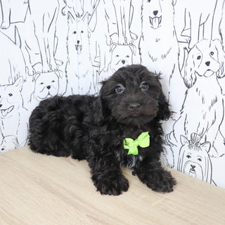 Casey - Available Now