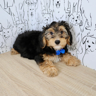 Chester - Available Now