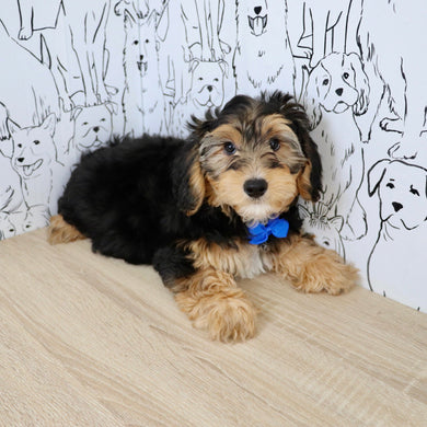 Chester - Available Now