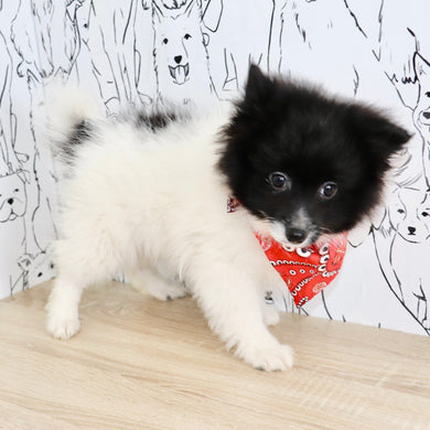 Pongo - Available Now