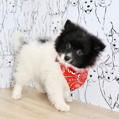 Pongo - Available Now