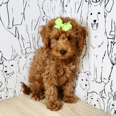 Nicky - Available Now