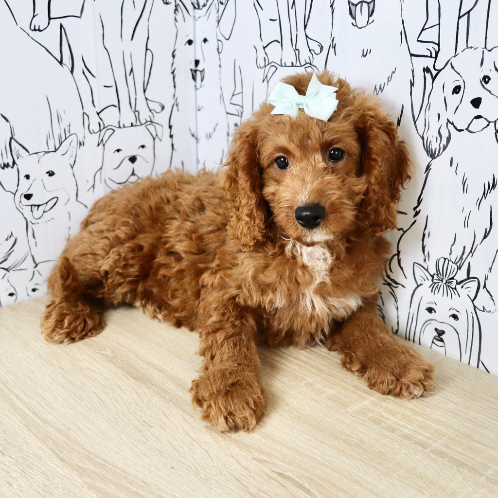 Nora - Available 6/4