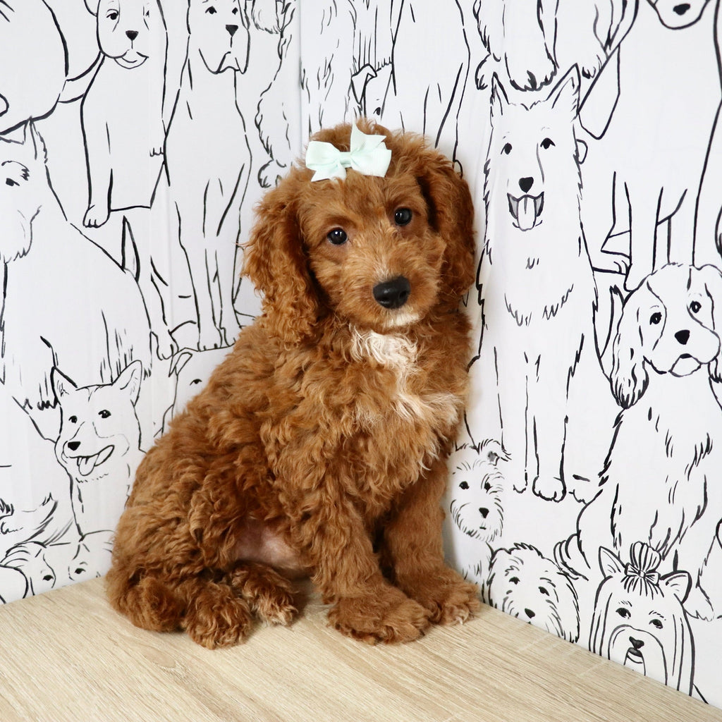 Nora - Available 6/4