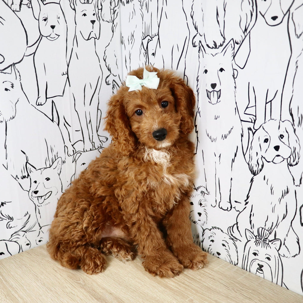 Nora - Available 6/4