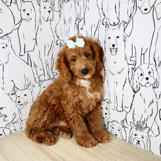Nora - Available 6/4