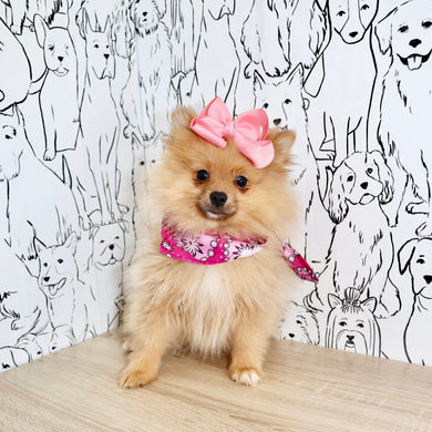 Petey - Available 3/4