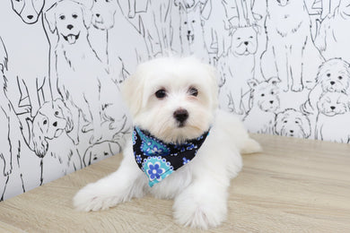 Violet - Available 2/25