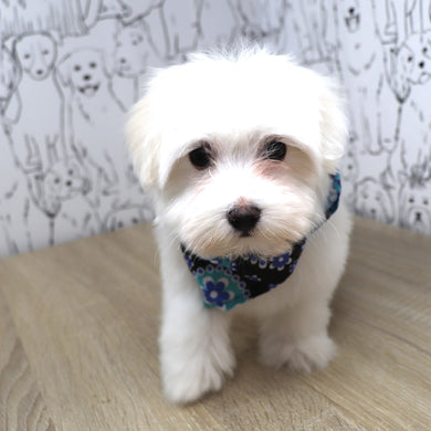 Violet - Available 2/25