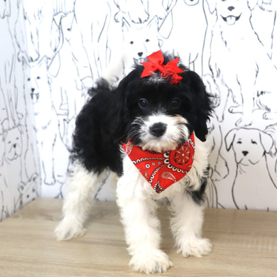 Vienna - Available 2/25