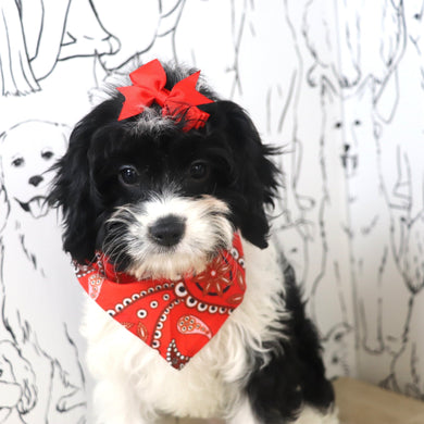 Vienna - Available 2/25