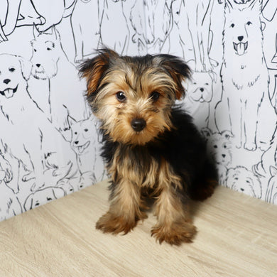 Blizzard - Available Now