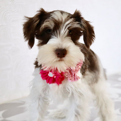 Shelly - Available Now