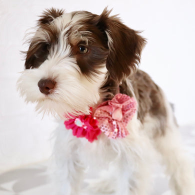 Shelly - Available Now