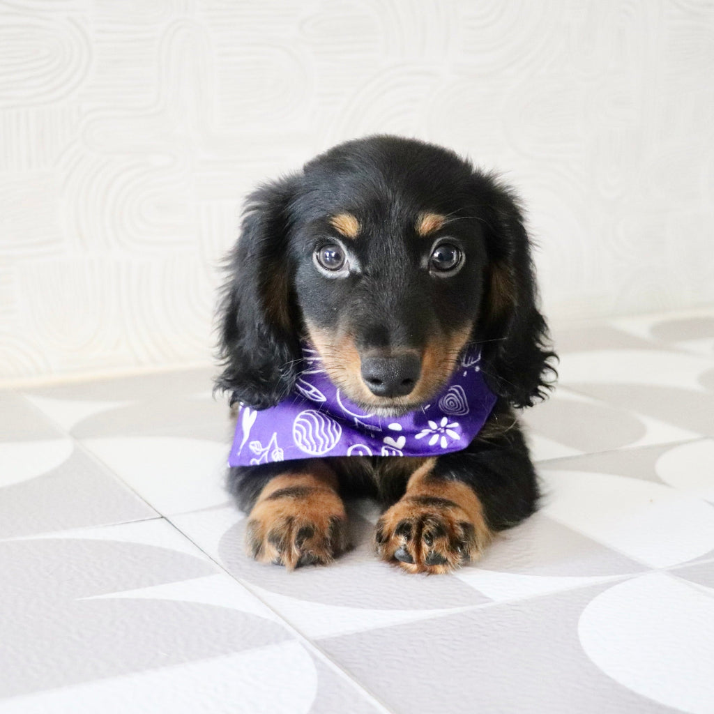Peanut - Available Now