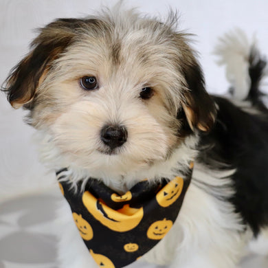 Albert - Available Now