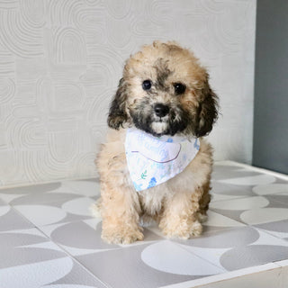 Maui - Available Now