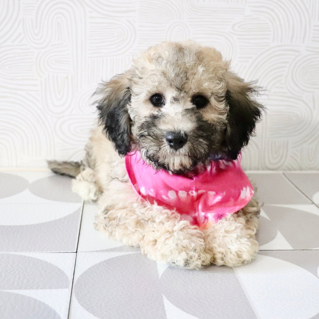 Midge - Available Now