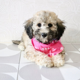 Midge - Available Now