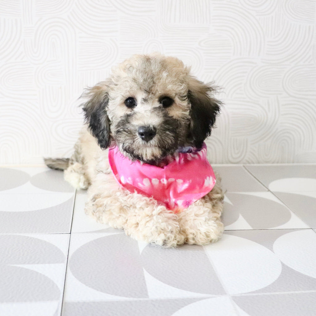 Midge - Available Now