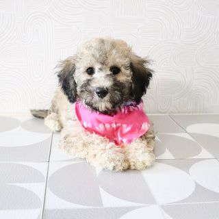 Midge - Available Now