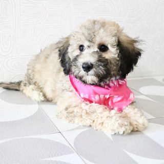 Midge - Available Now