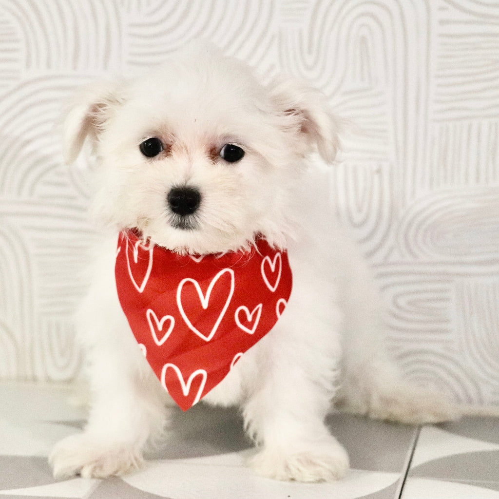Muffin - Available Now