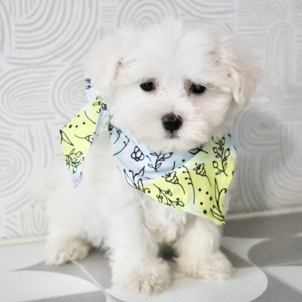 Monty - Available Now