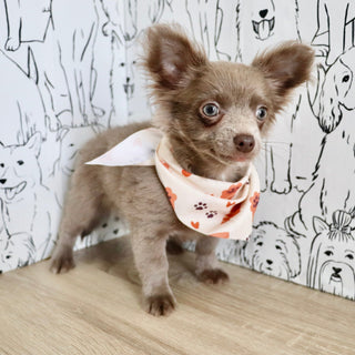 Gizmo - Available Now