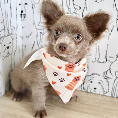 Gizmo - Available Now