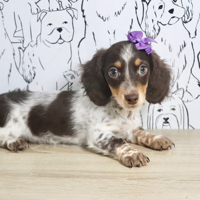 Theadora - Available Now