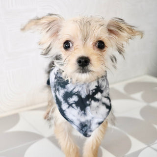 Rocky - Available Now