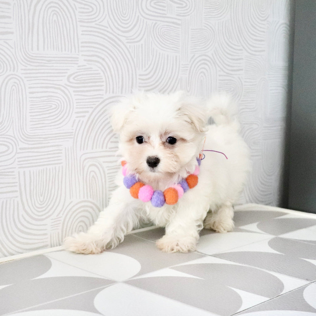 Shelby - Available Now