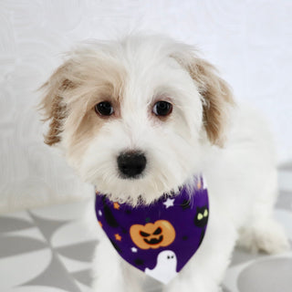 Pumpkin - Available Now