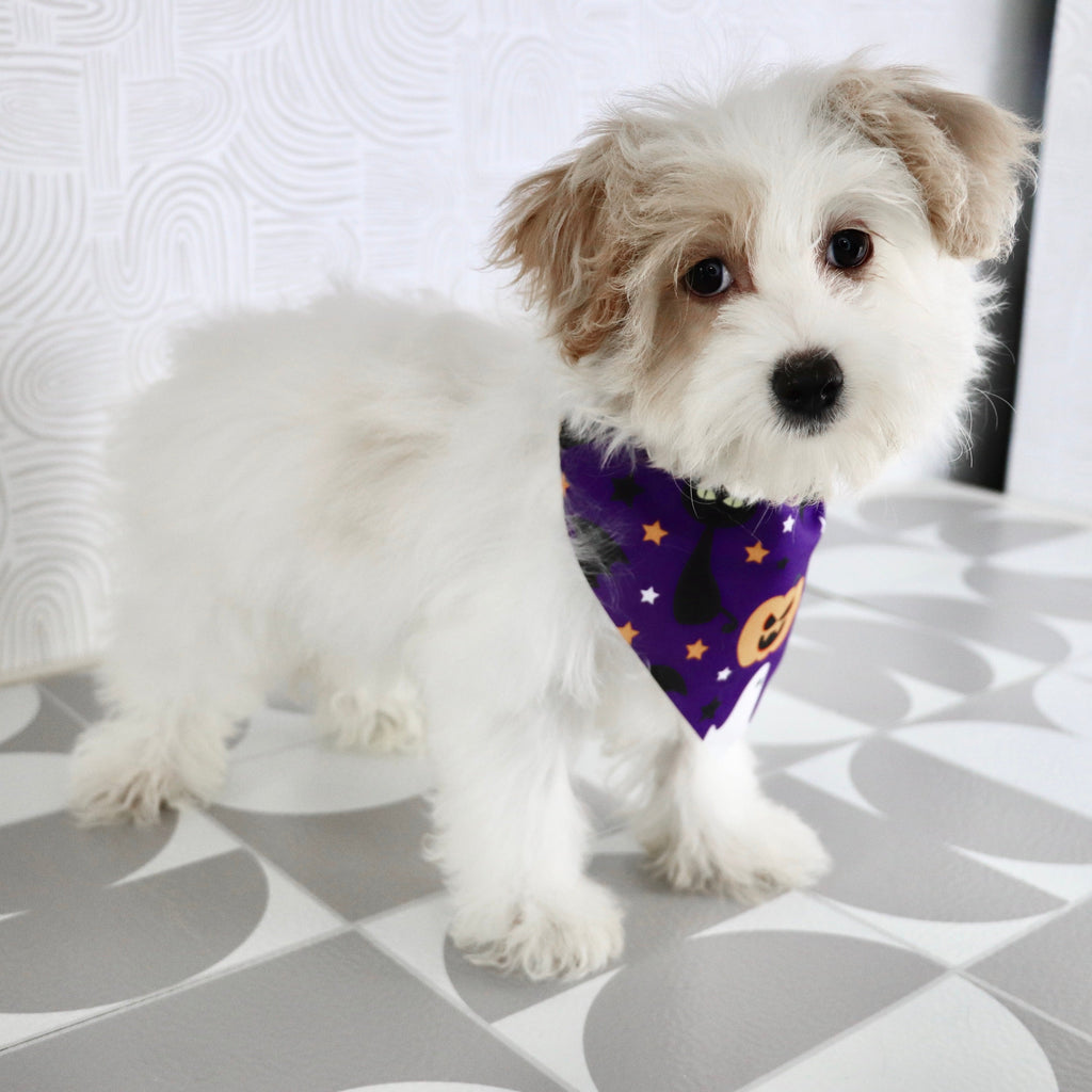 Pumpkin - Available Now