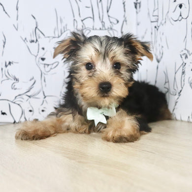 Pluto - Available Now