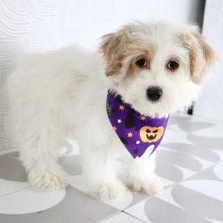 Pumpkin - Available Now