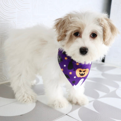 Pumpkin - Available Now