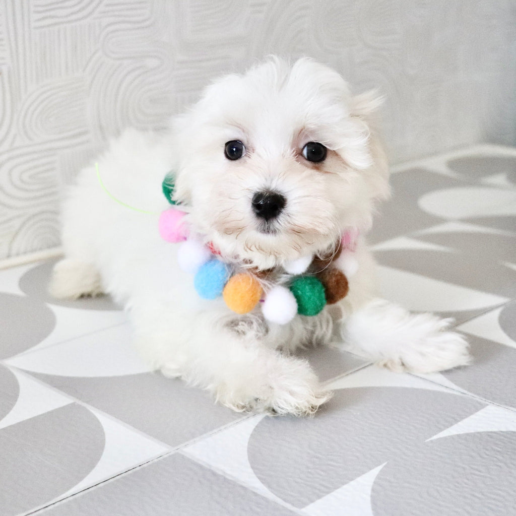 Sheldon - Available Now