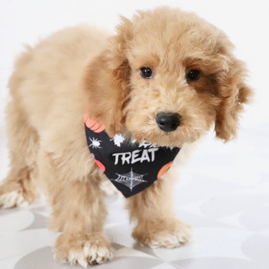 William - Available Now