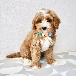 Kingsley - Available Now