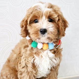 Kingsley - Available Now