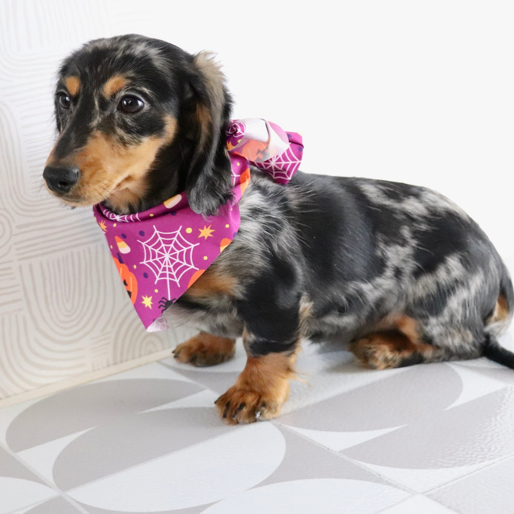 Blueberry - Available Now