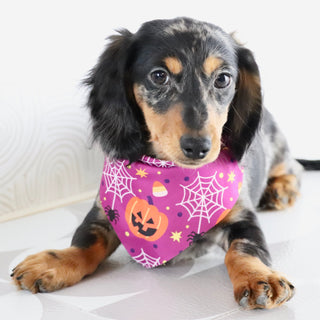 Blueberry - Available Now