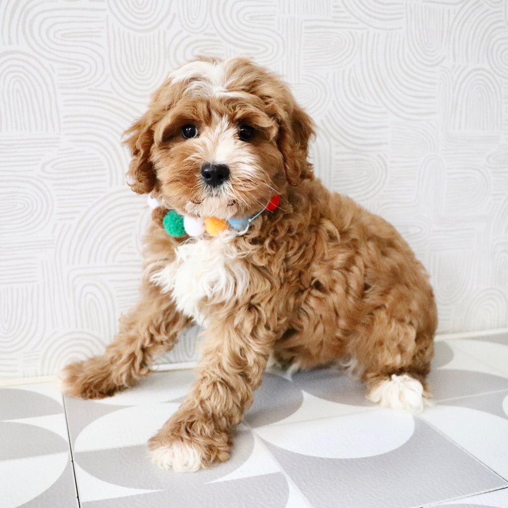 Kingsley - Available Now